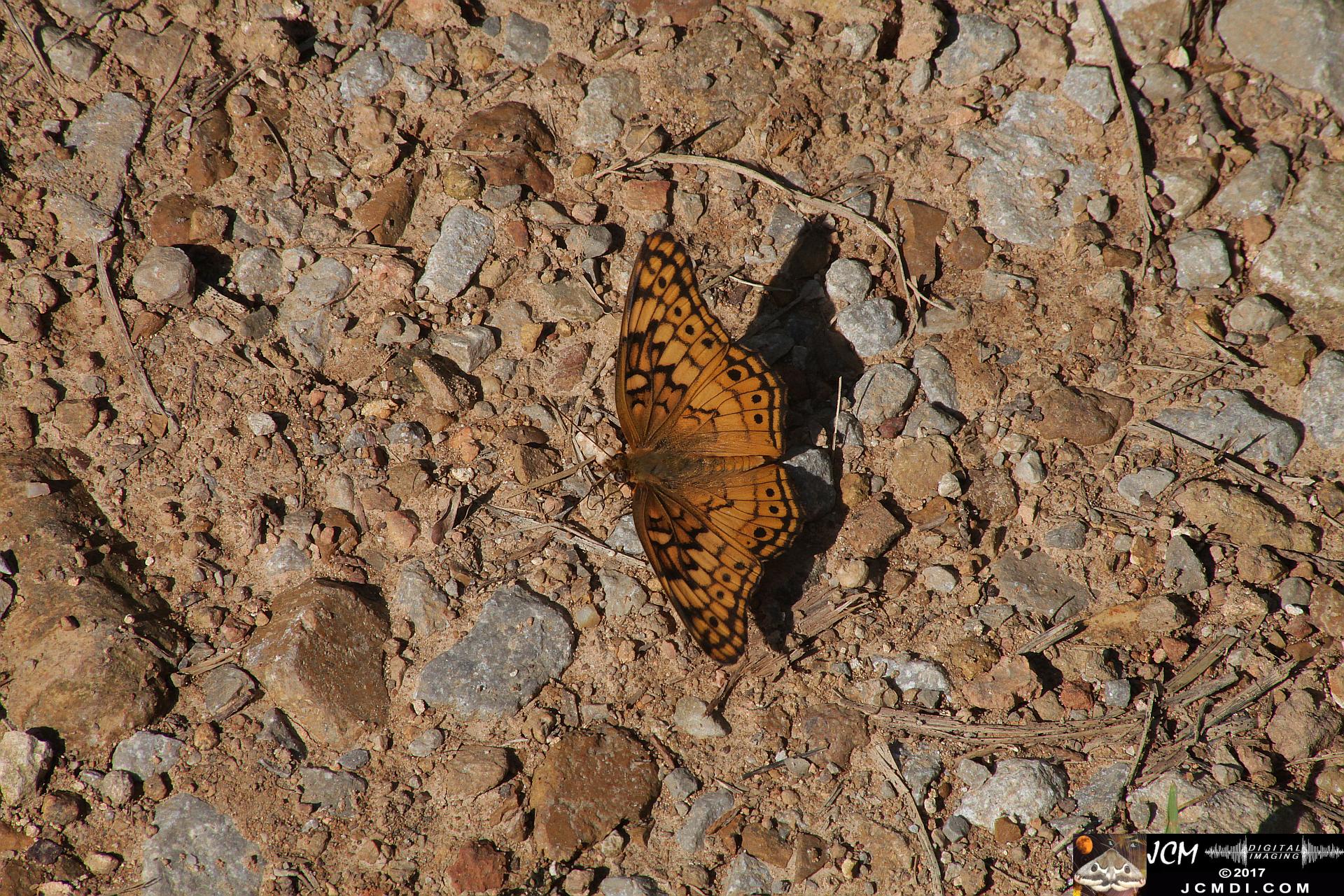 Variegated Fritillary feeding on road